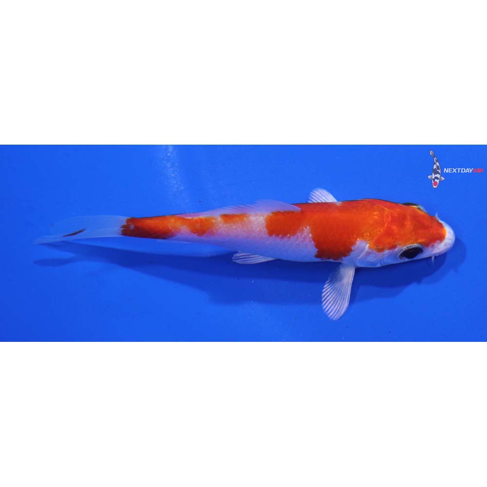 3” Imported Hariwake