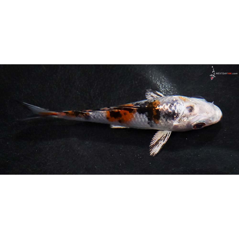 3” Imported Yamato Nishiki