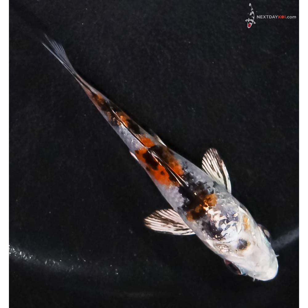 3” Imported Yamato Nishiki