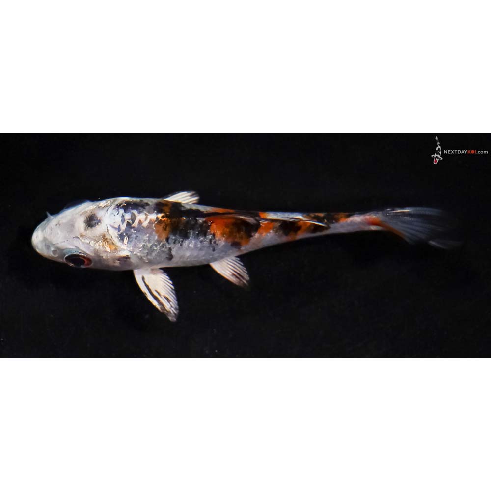 3” Imported Yamato Nishiki
