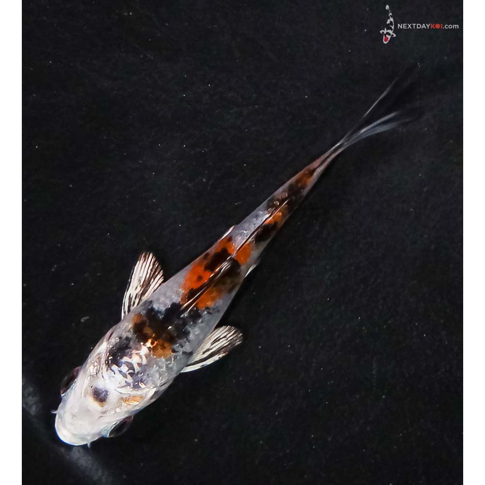 3” Imported Yamato Nishiki