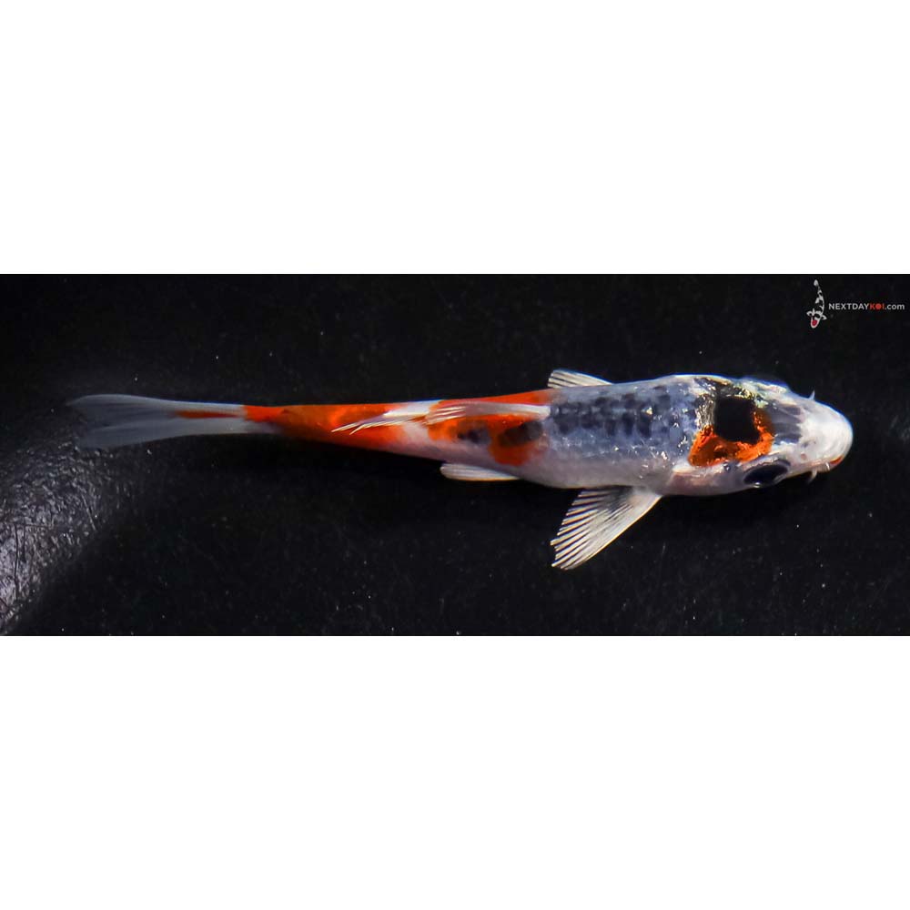 3.5” Imported Kujaku
