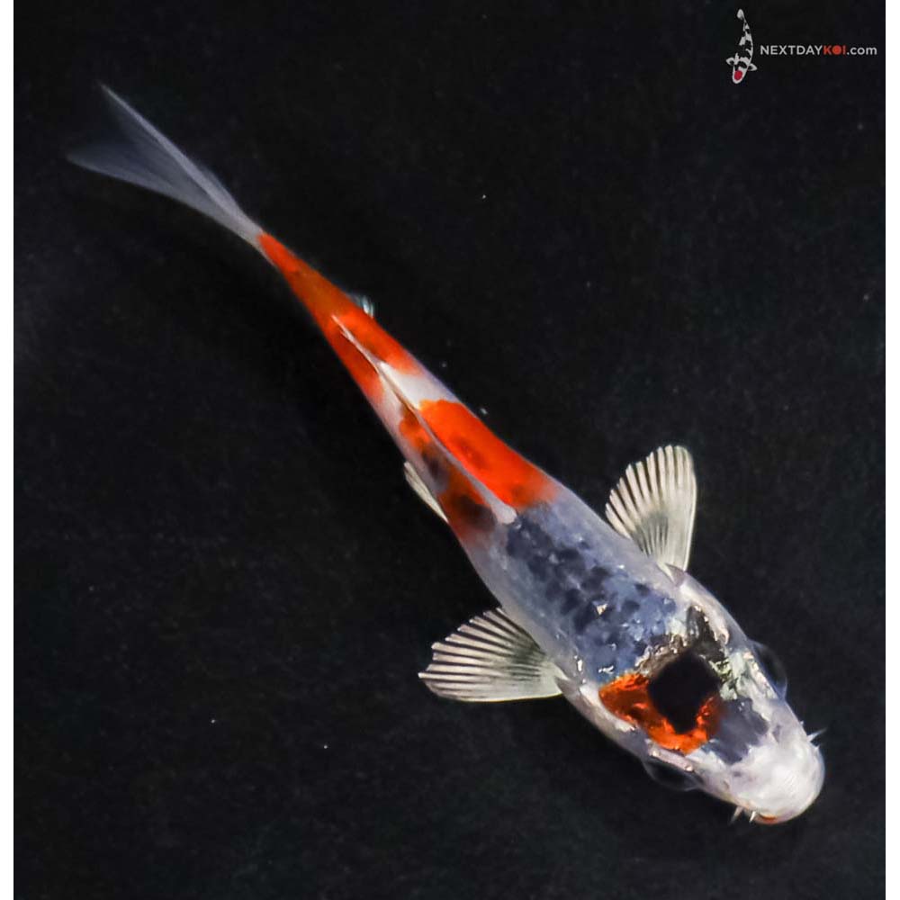 3.5” Imported Kujaku