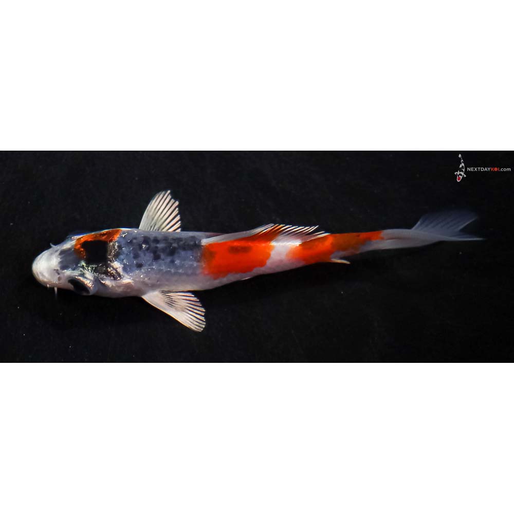 3.5” Imported Kujaku