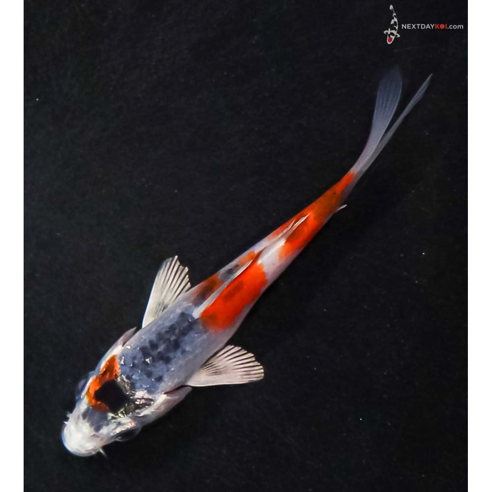 3.5” Imported Kujaku