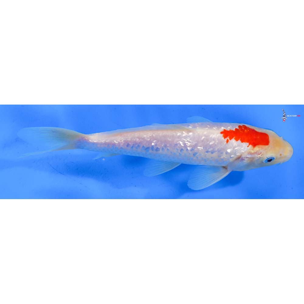 7.5” Imported Gin Rin Kohaku
