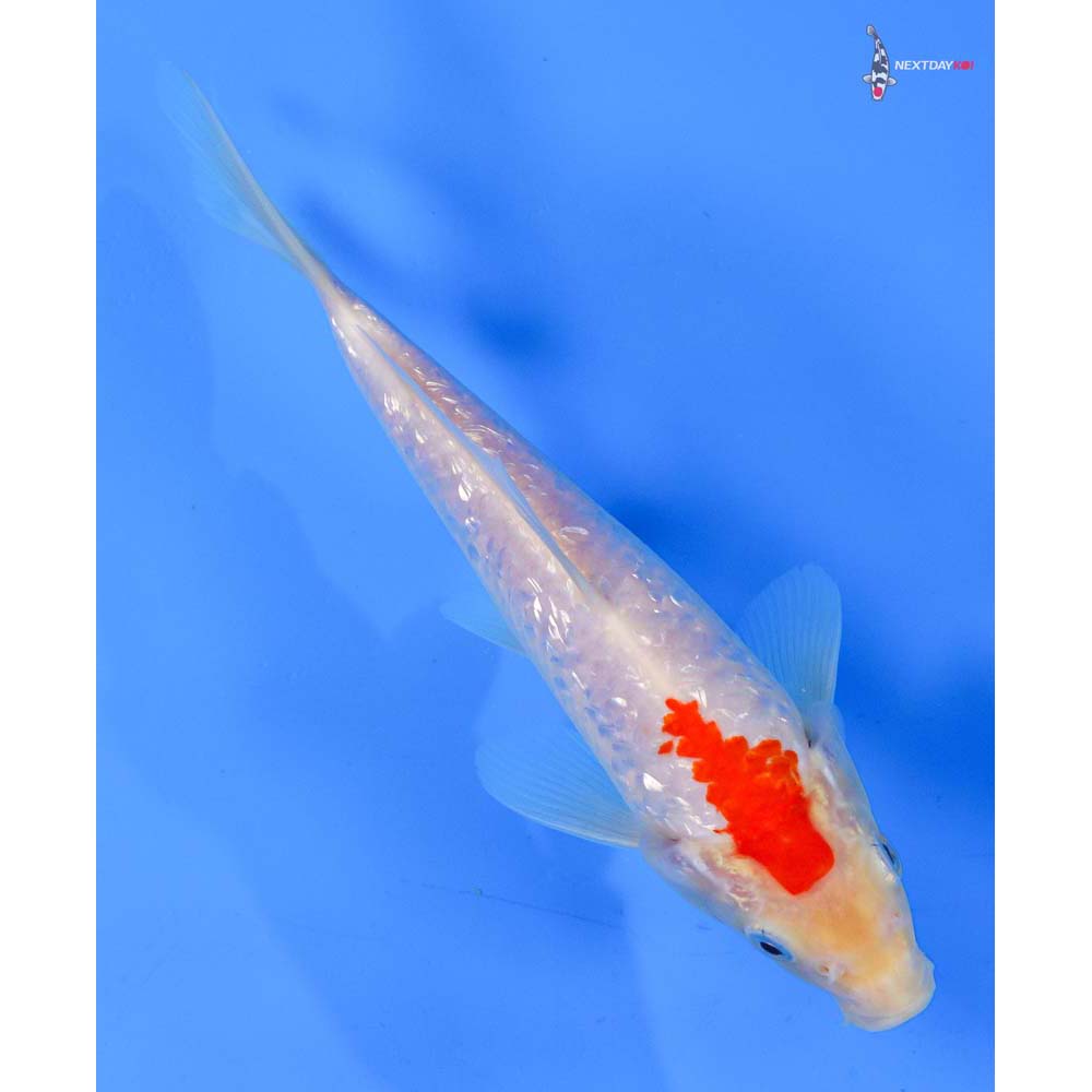 7.5” Imported Gin Rin Kohaku