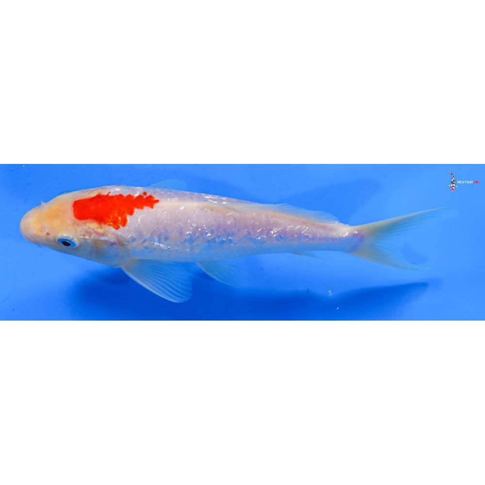 7.5” Imported Gin Rin Kohaku