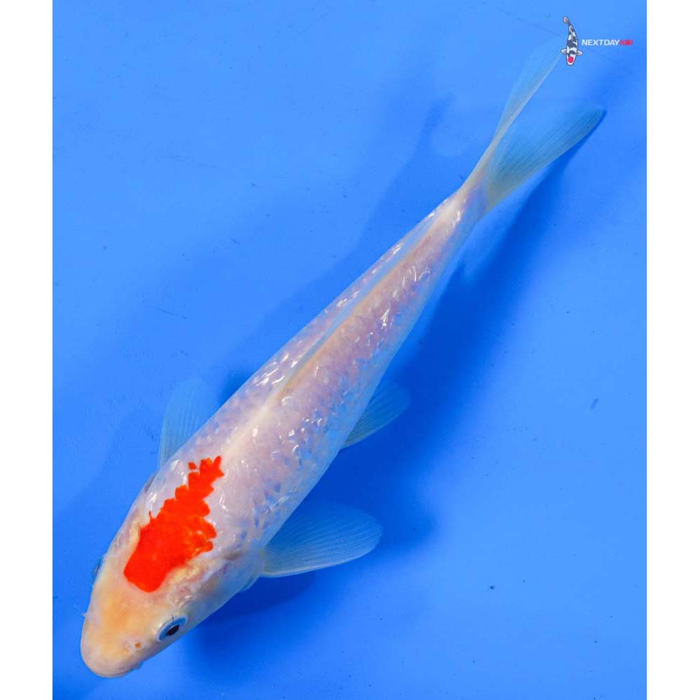 7.5” Imported Gin Rin Kohaku