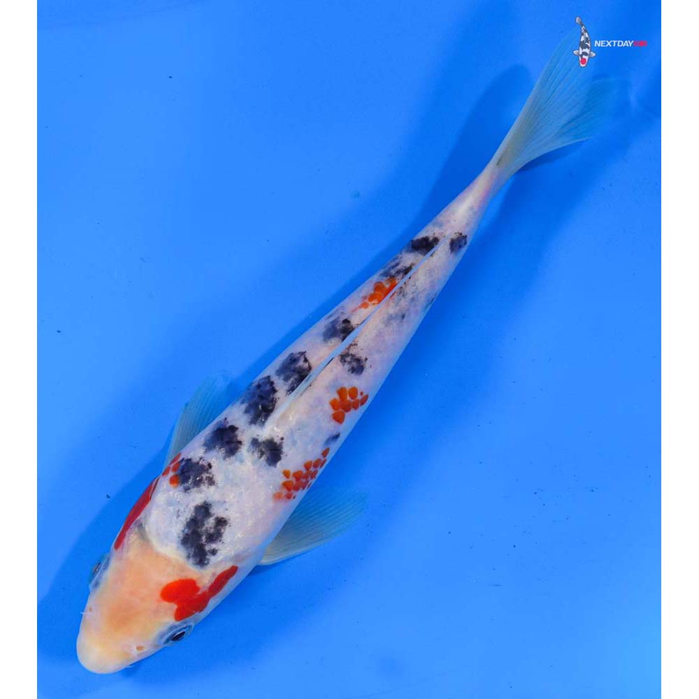 7.5” Imported Sanke