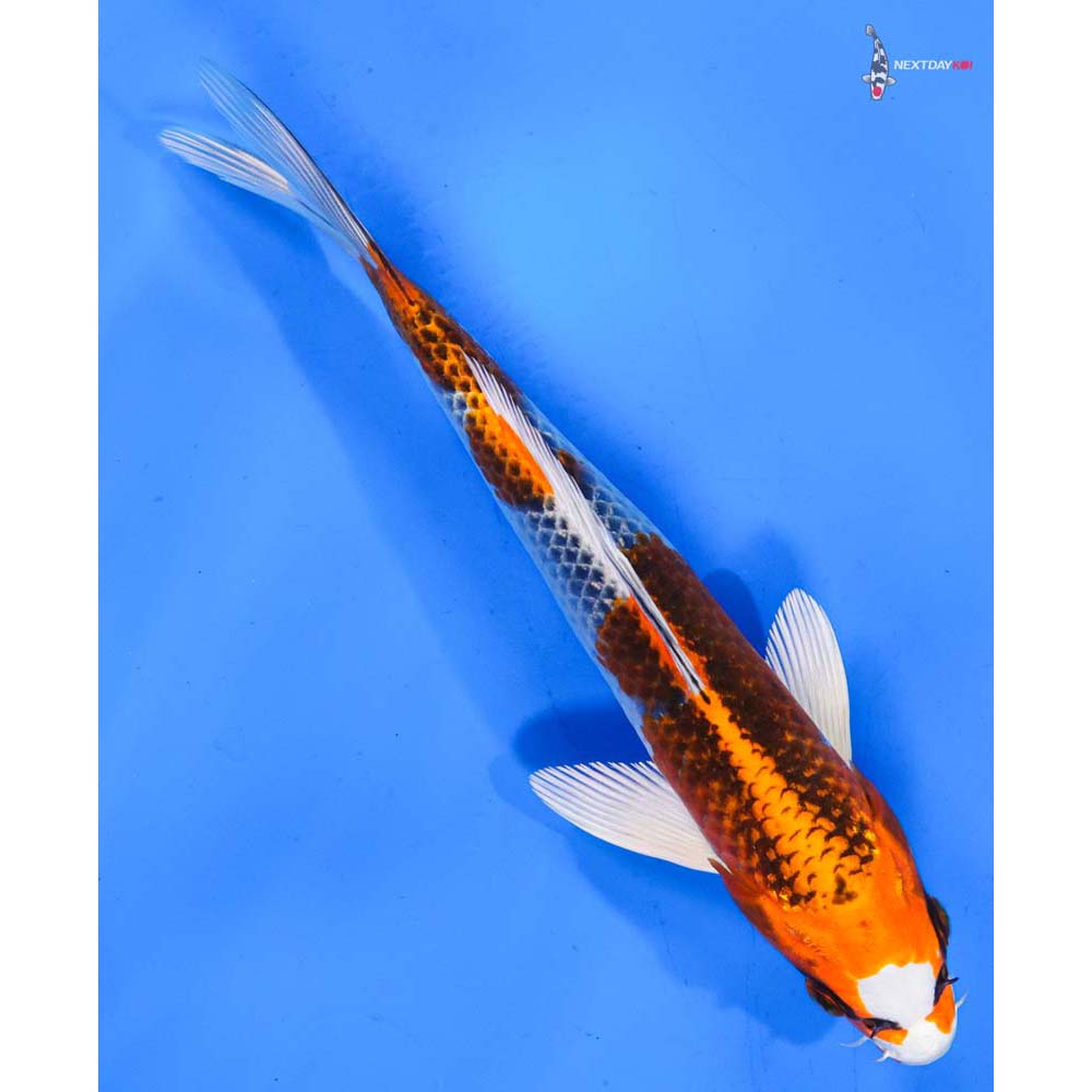 8” Imported Kujaku