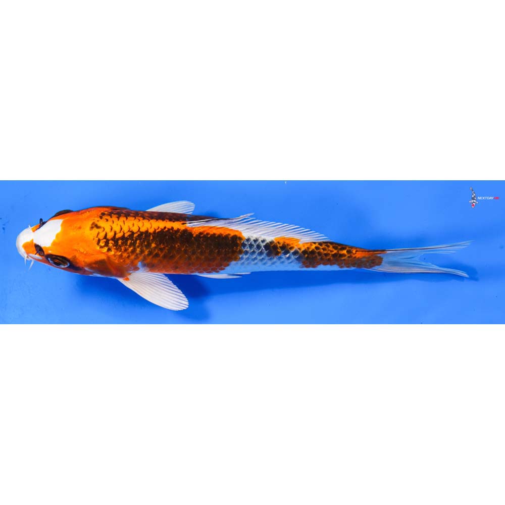 8” Imported Kujaku