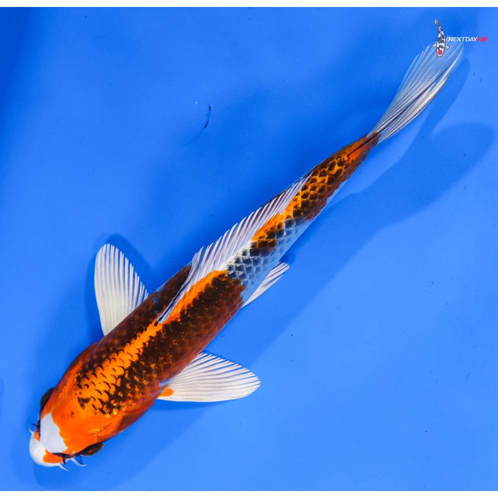 8” Imported Kujaku