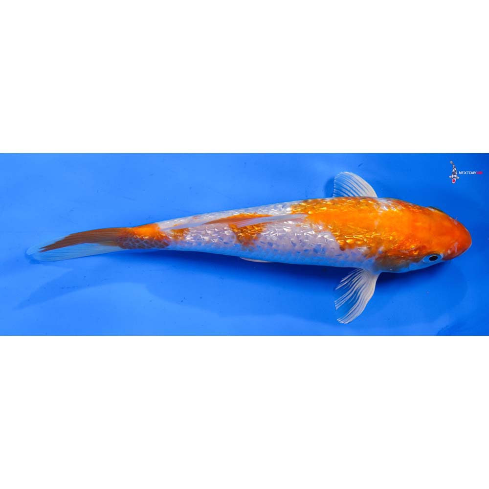 8” Imported Gin Rin Hariwake