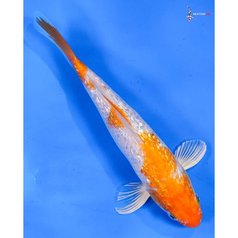 8” Imported Gin Rin Hariwake