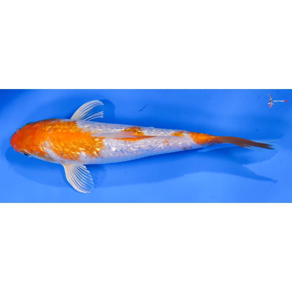 8” Imported Gin Rin Hariwake