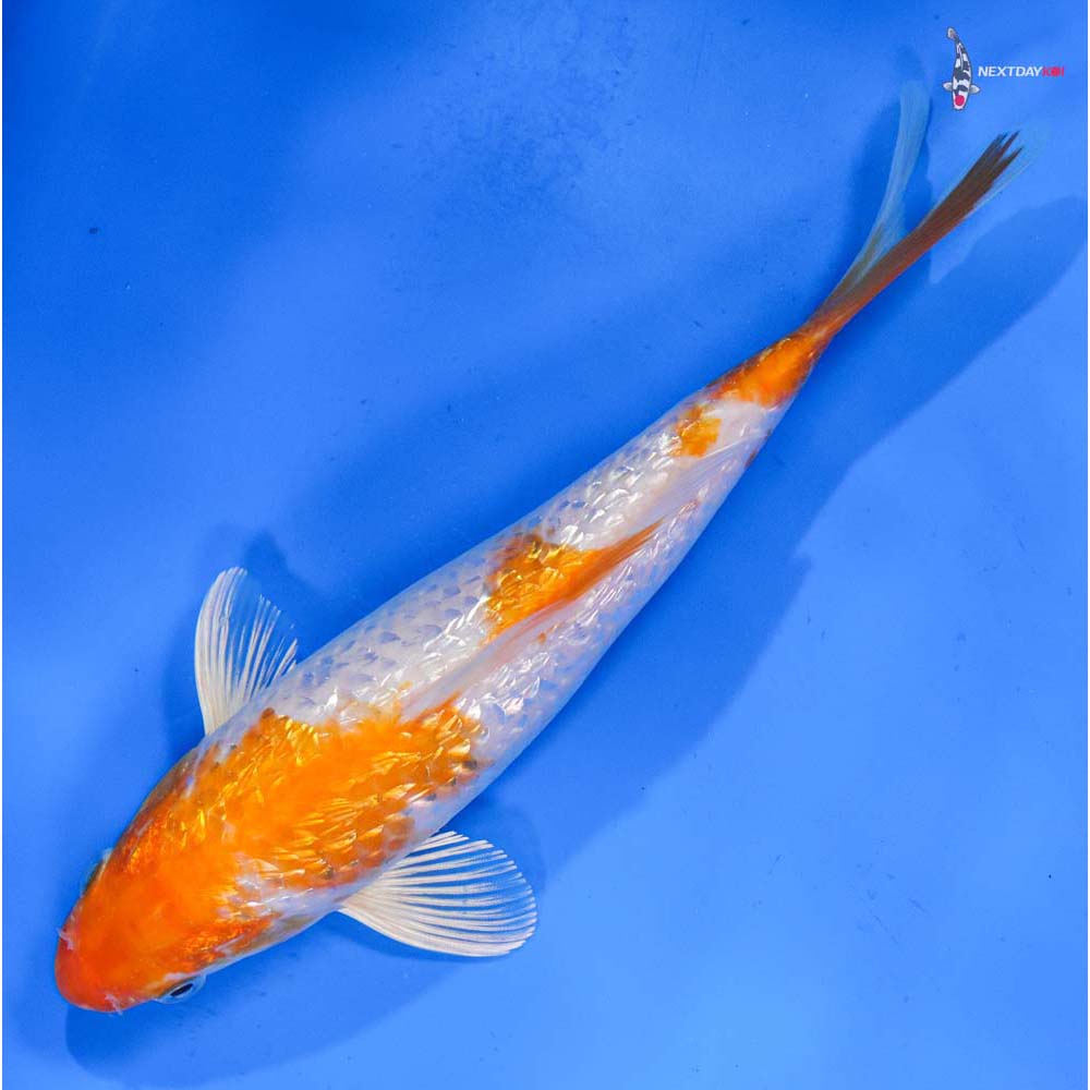 8” Imported Gin Rin Hariwake