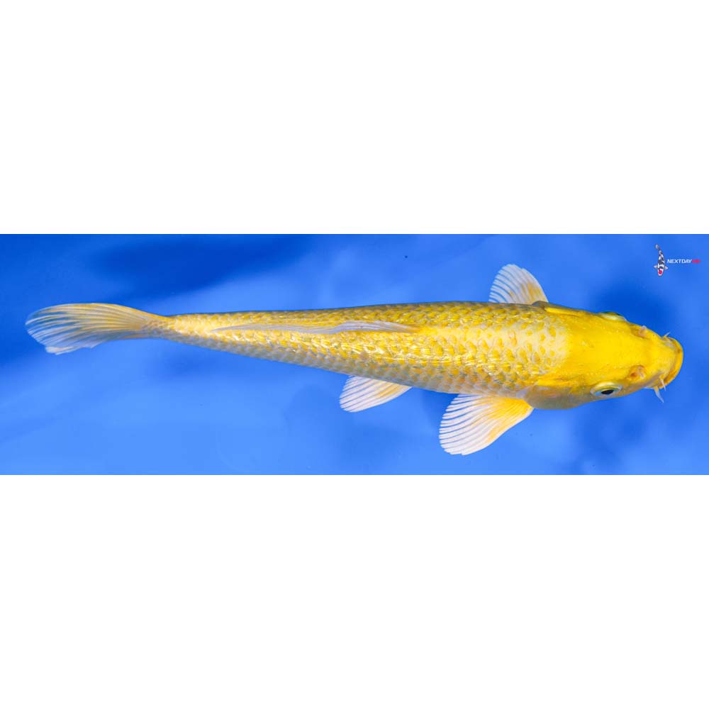 8” Imported Gin Rin Yamabuki Ogon