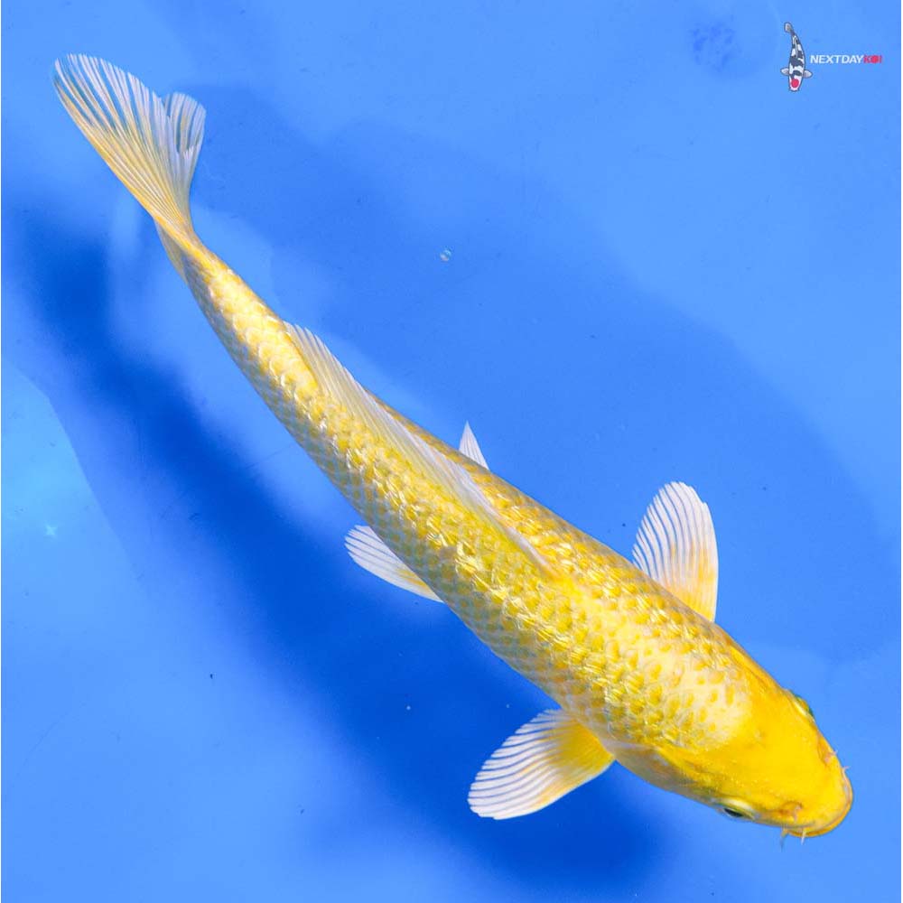 8” Imported Gin Rin Yamabuki Ogon