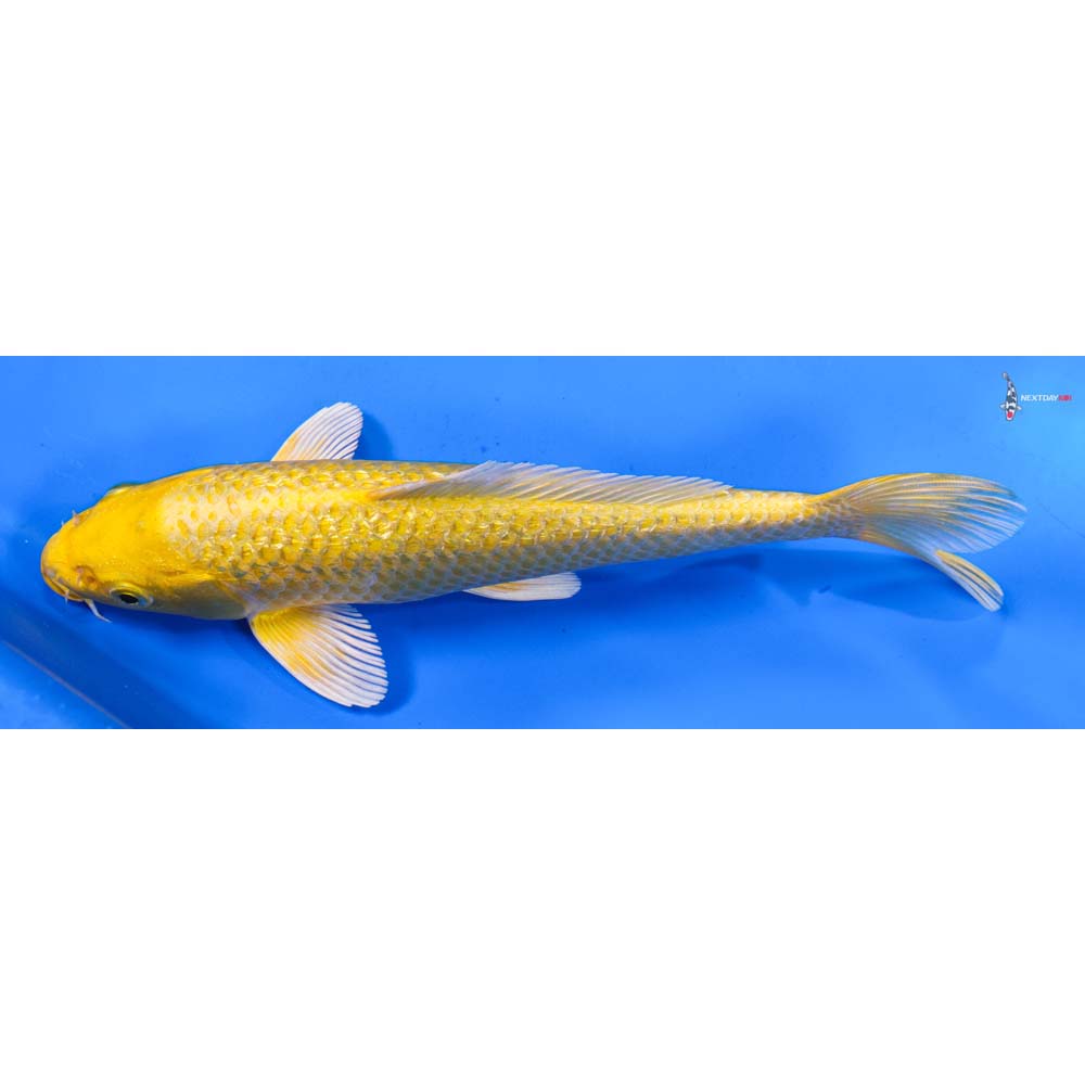 8” Imported Gin Rin Yamabuki Ogon