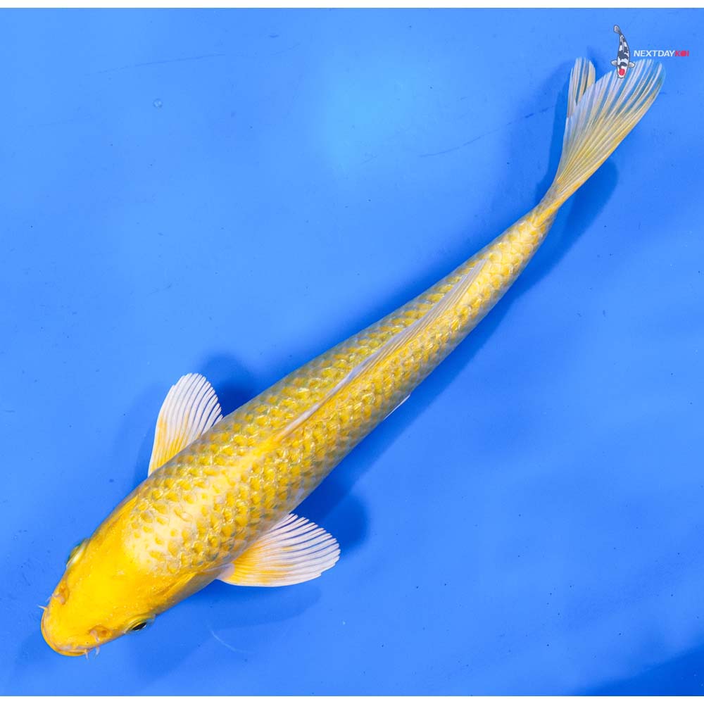 8” Imported Gin Rin Yamabuki Ogon