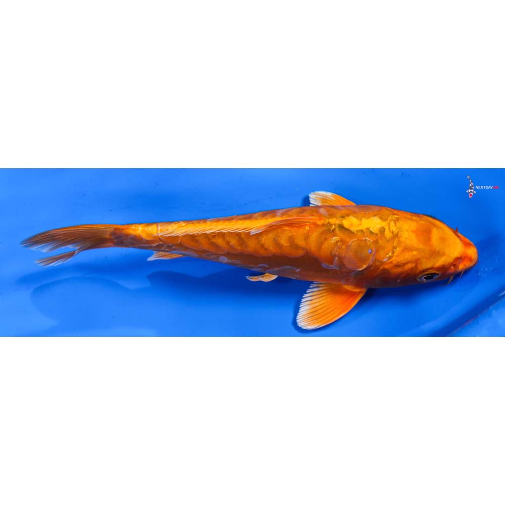 8” Imported Doitsu Orenji Ogon