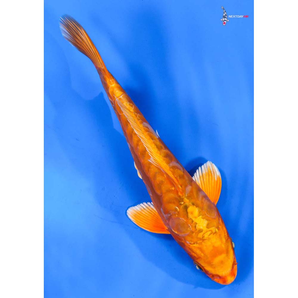 8” Imported Doitsu Orenji Ogon