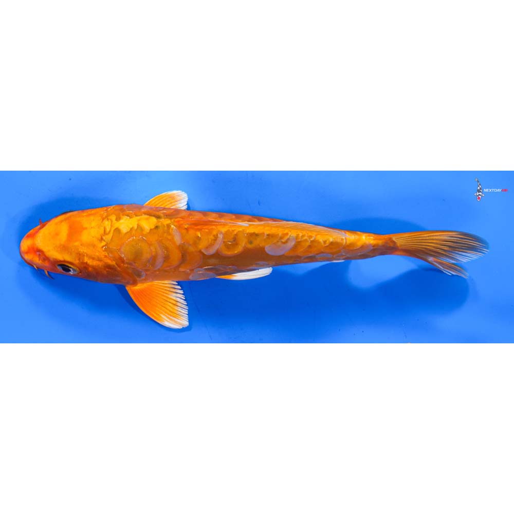 8” Imported Doitsu Orenji Ogon
