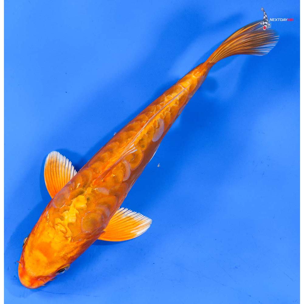 8” Imported Doitsu Orenji Ogon