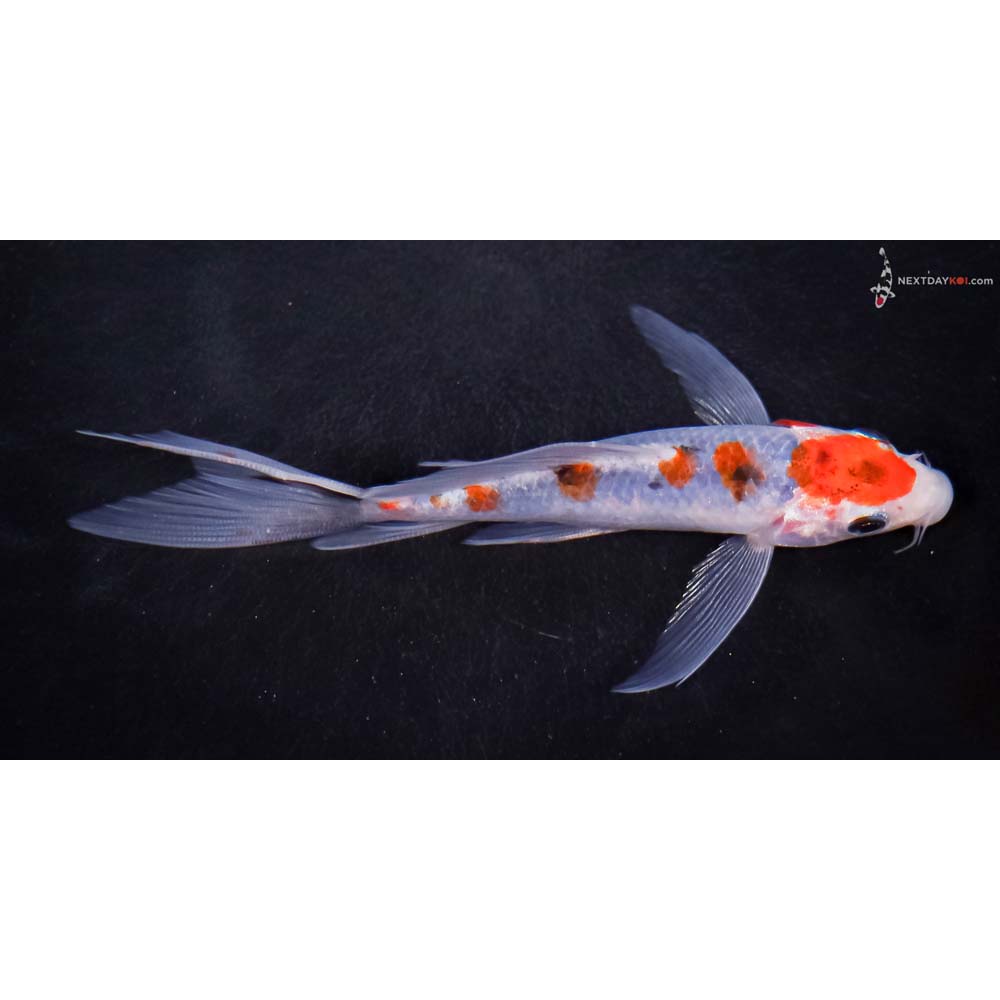 5” Imported Goshiki Butterfly Koi