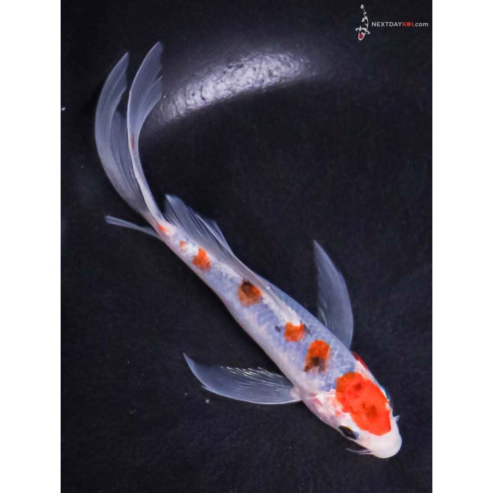 5” Imported Goshiki Butterfly Koi