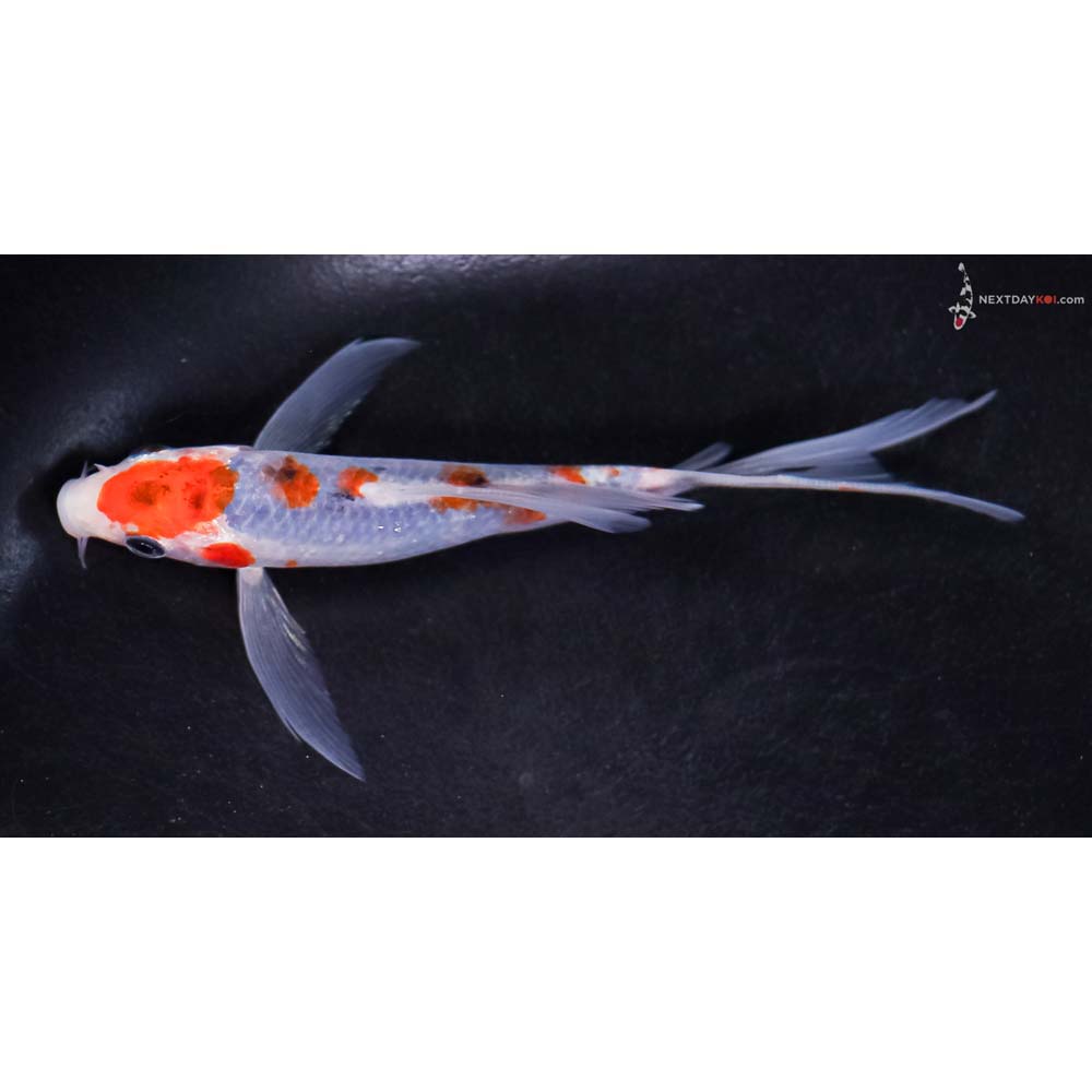 5” Imported Goshiki Butterfly Koi