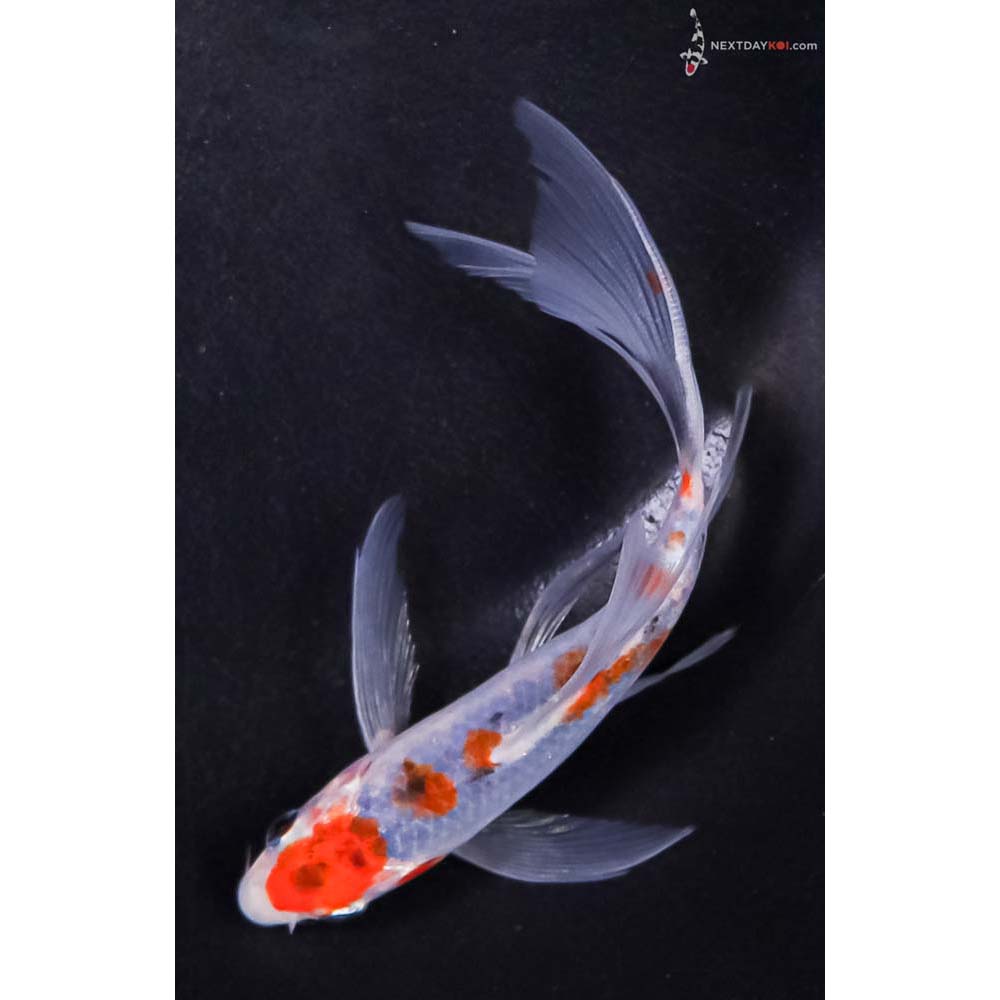 5” Imported Goshiki Butterfly Koi