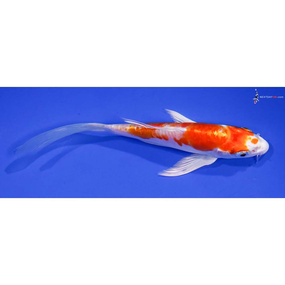 5.5” Imported Kikusui Butterfly Koi