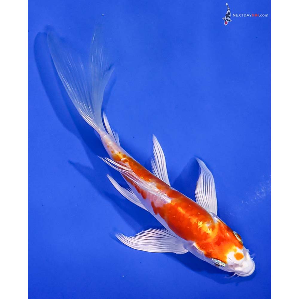 5.5” Imported Kikusui Butterfly Koi