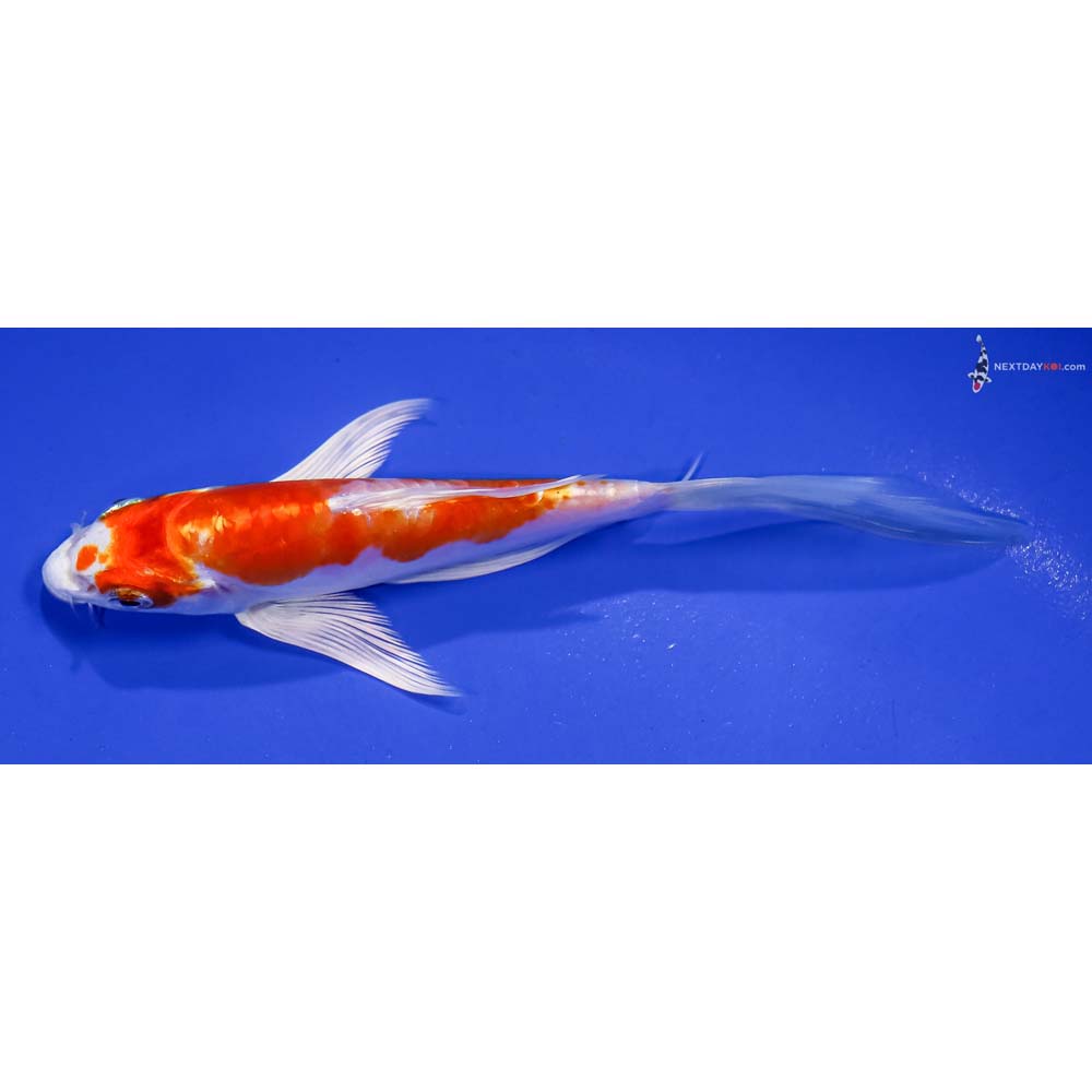 5.5” Imported Kikusui Butterfly Koi