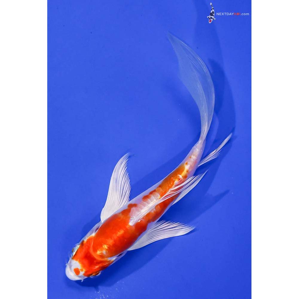 5.5” Imported Kikusui Butterfly Koi