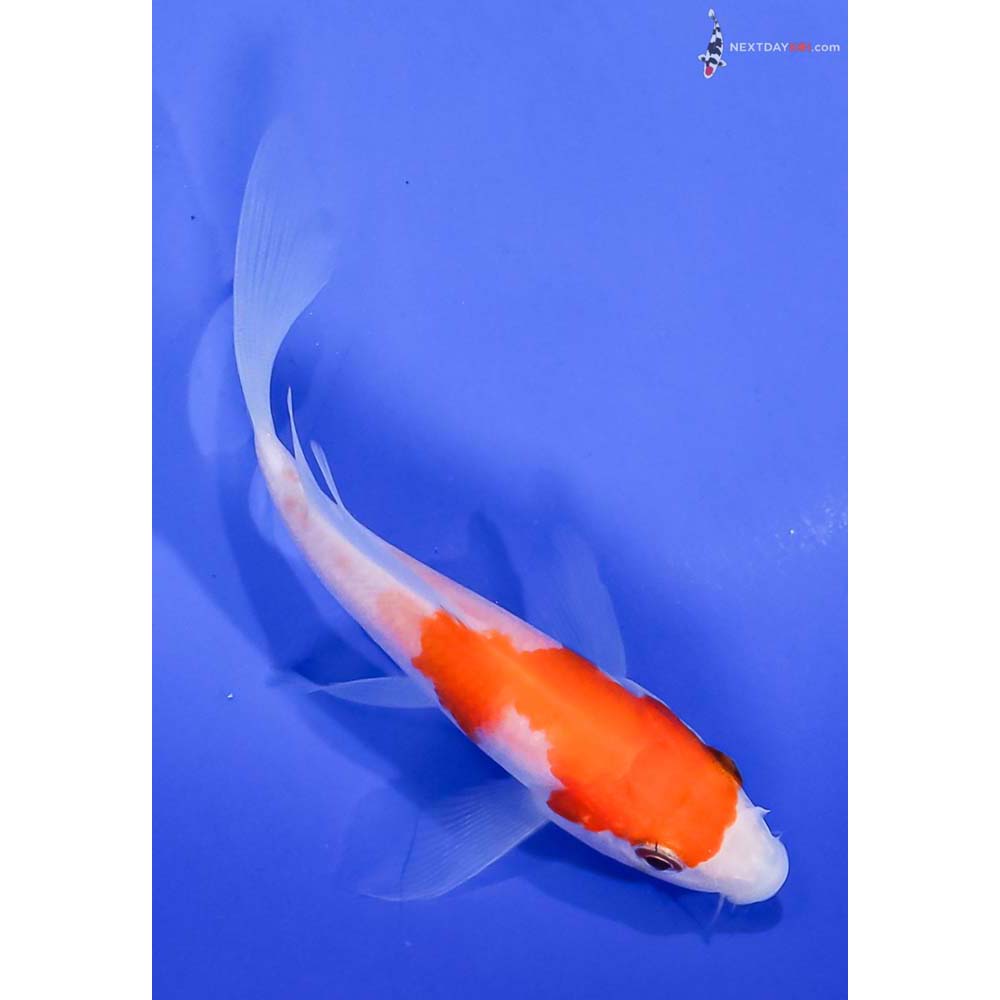 4” Imported Kohaku Butterfly Koi