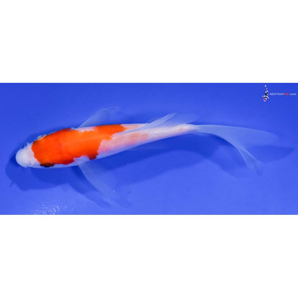 4” Imported Kohaku Butterfly Koi