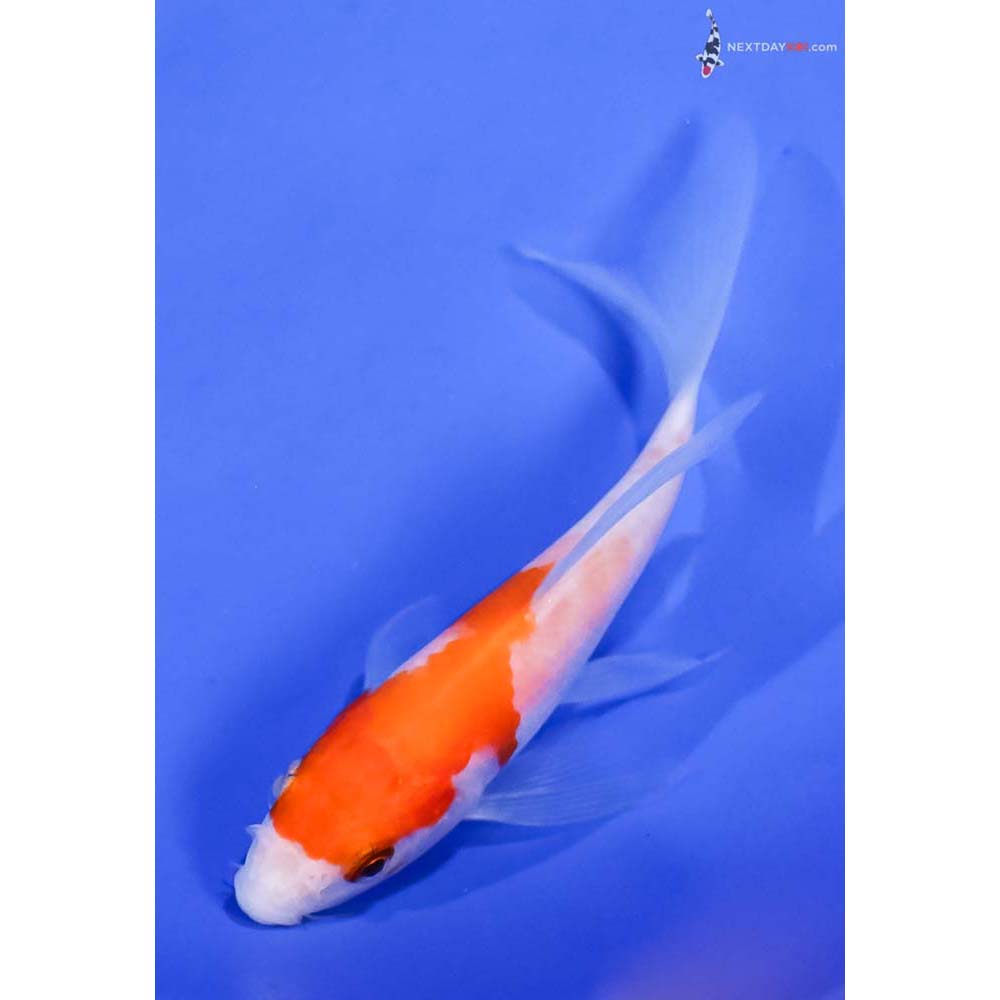 4” Imported Kohaku Butterfly Koi