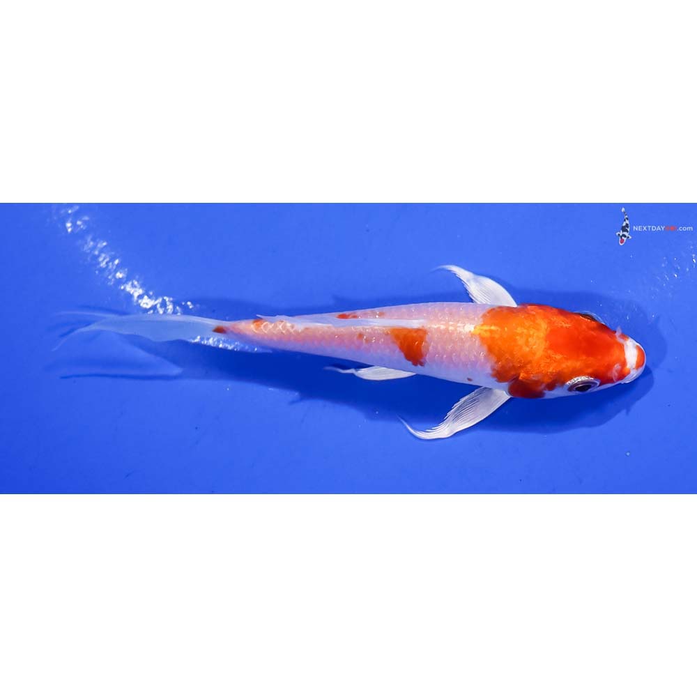 4.5” Imported Hariwake Butterfly Koi