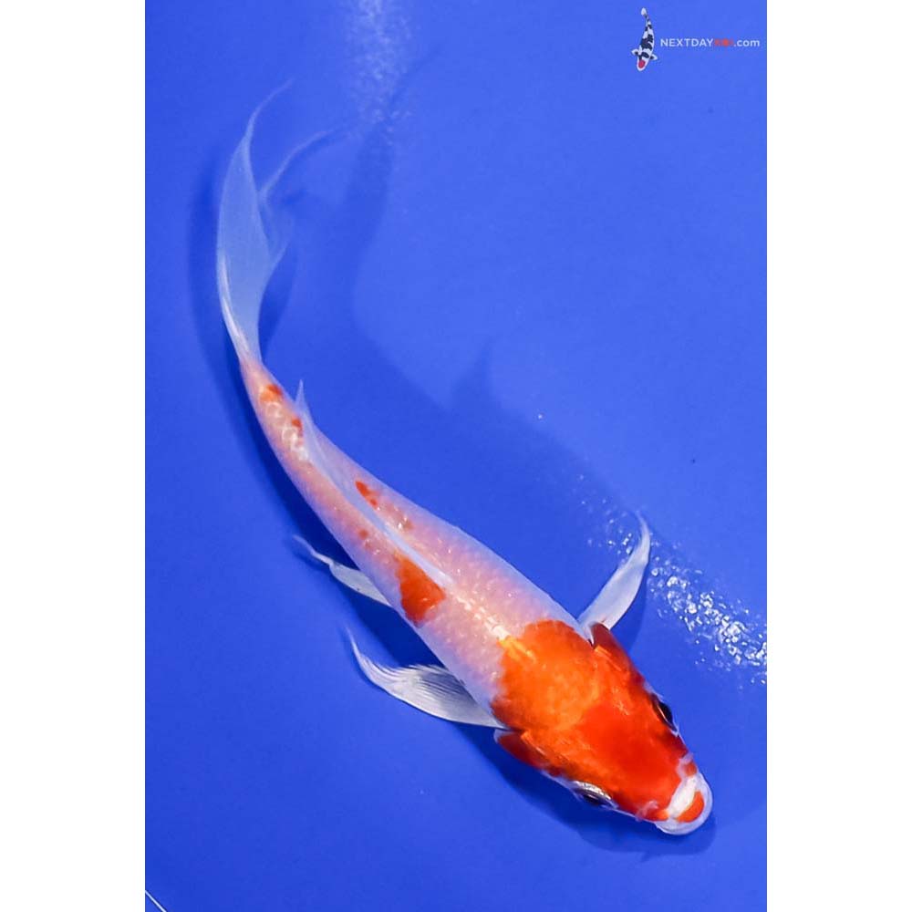 4.5” Imported Hariwake Butterfly Koi