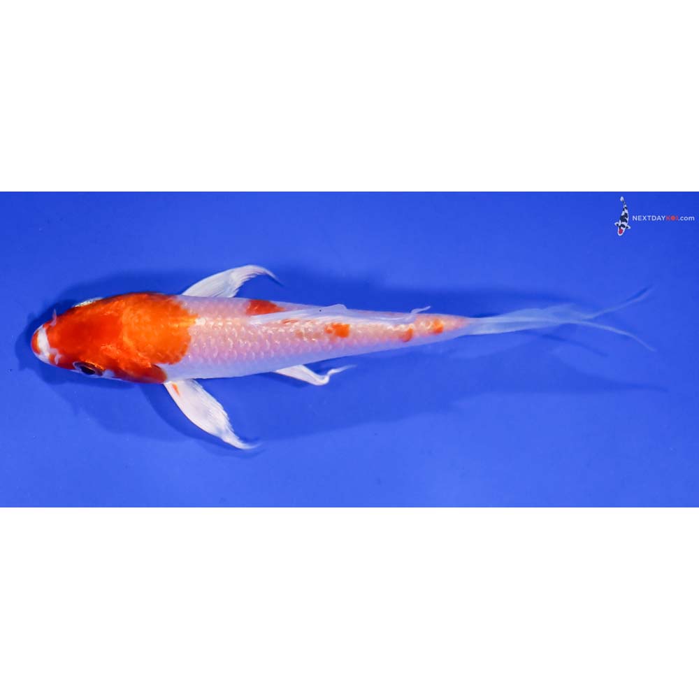 4.5” Imported Hariwake Butterfly Koi