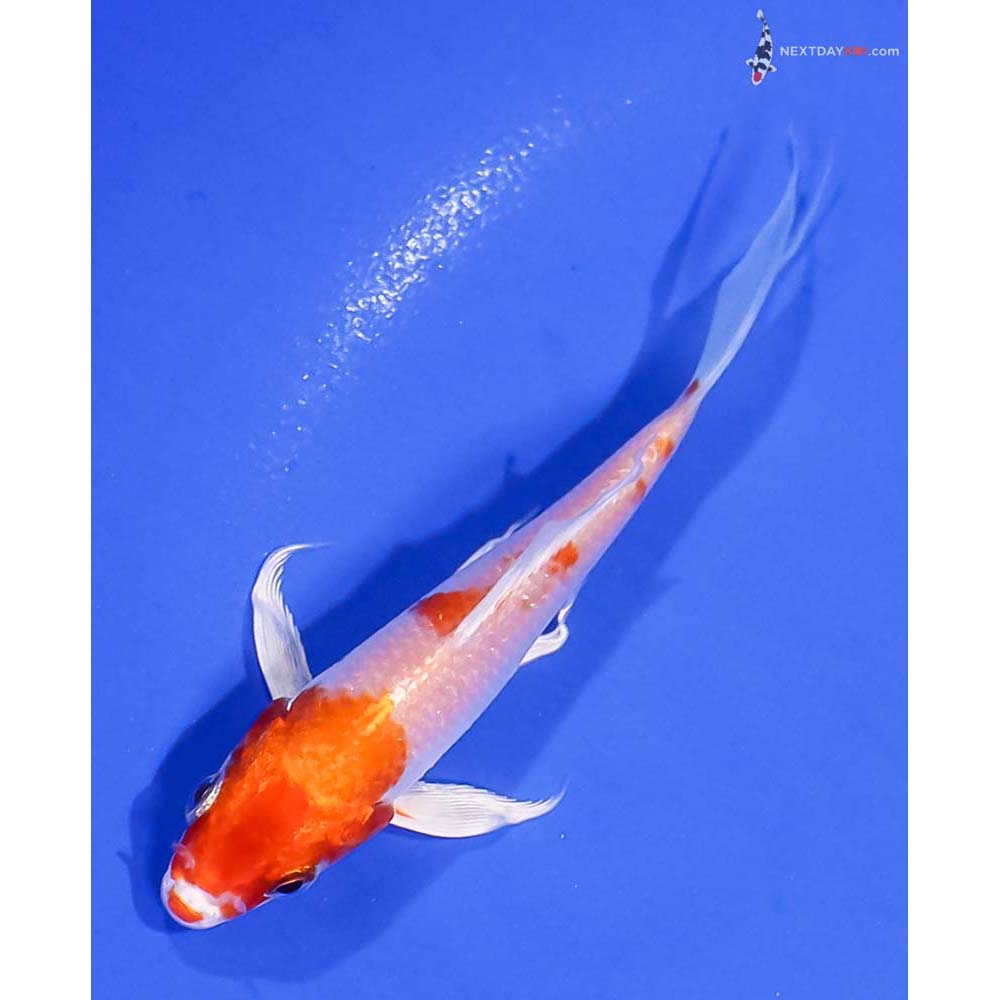 4.5” Imported Hariwake Butterfly Koi