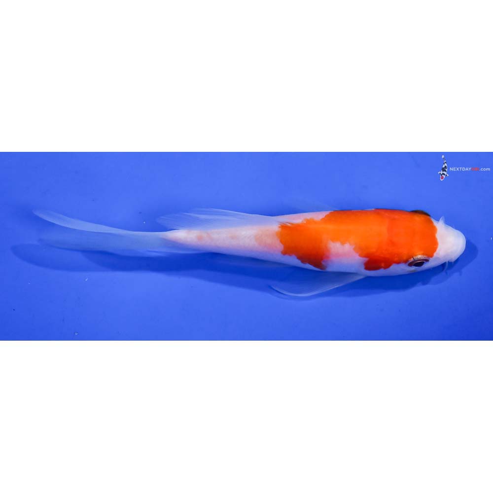 4” Imported Kohaku Butterfly Koi