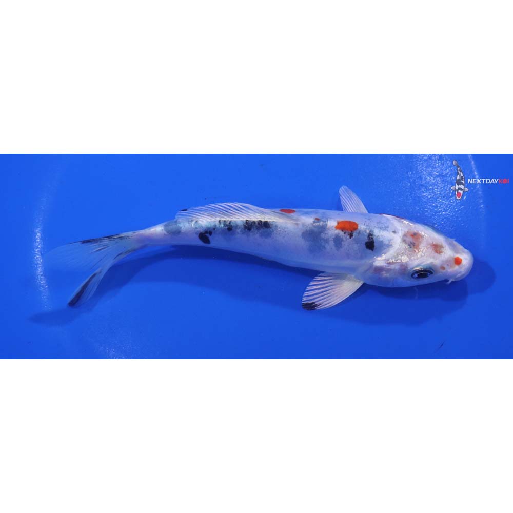 5.5” Imported Heisei Nishiki
