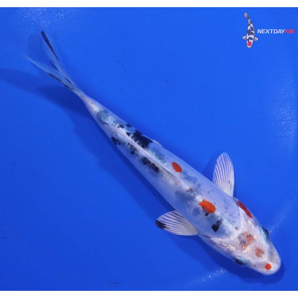 5.5” Imported Heisei Nishiki
