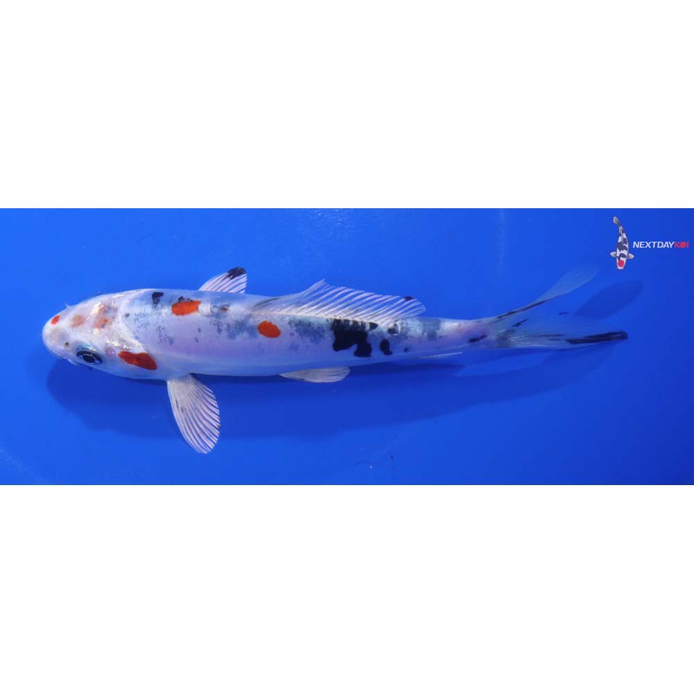 5.5” Imported Heisei Nishiki