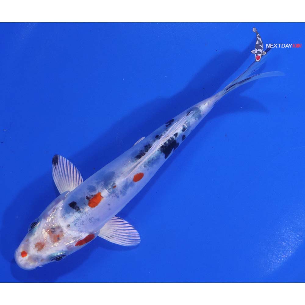 5.5” Imported Heisei Nishiki