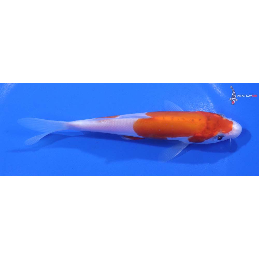 5.5” Imported Doitsu Kohaku